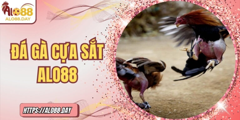 Đá gà cựa sắt ALO88 – Đối kháng đỉnh cao, gay cấn từng phút