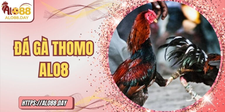 Xem thêm: Đá gà Thomo ALO88 – Sôi động từng phút tại trường quốc tế – Sôi động từng phút tại trường quốc tế