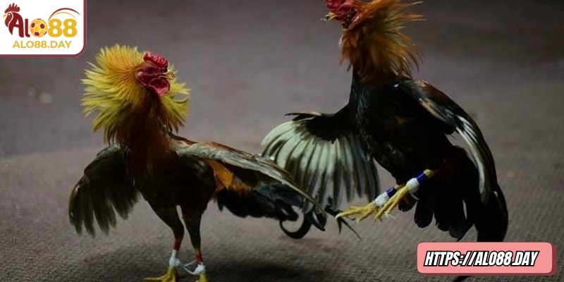 Mỗi quyết định đặt cược đều mang tính chủ động và có cơ sở rõ ràng