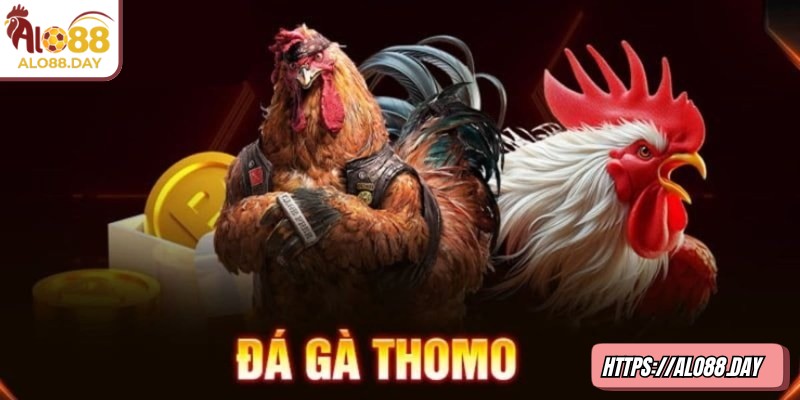 Đá gà Thomo ALO88 có chất lượng phát sóng sắc nét, tỷ lệ cược cạnh tranh