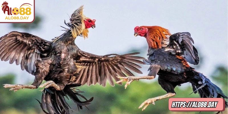 Theo dõi vài phút đầu để đánh giá phong độ hai bên trước khi đặt cược