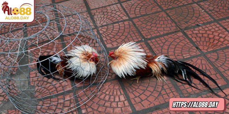 Đưa ra quyết định dựa trên dữ liệu và quan sát khách quan 