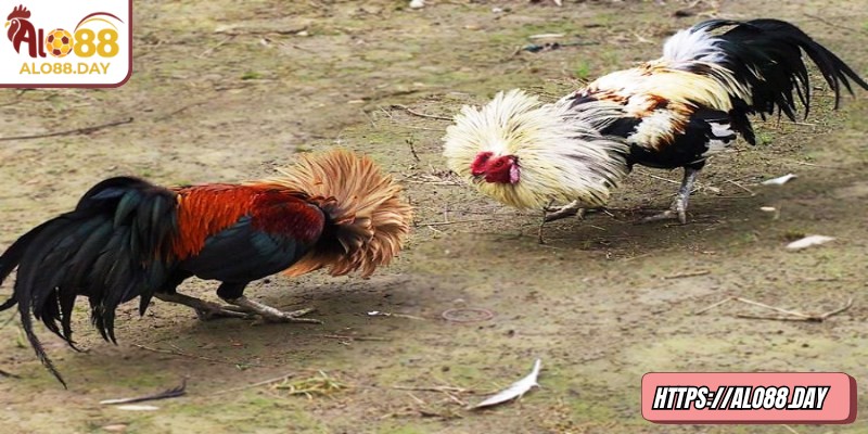 Theo dõi các biến động nhỏ giúp người chơi đưa ra quyết định kịp thời