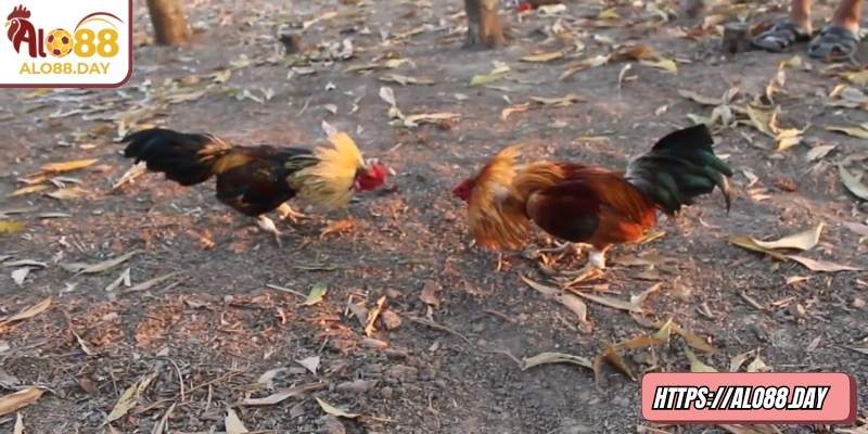 Đá gà tre ALO88 mang đến trải nghiệm đối kháng tốc độ cao với chiến kê nhỏ