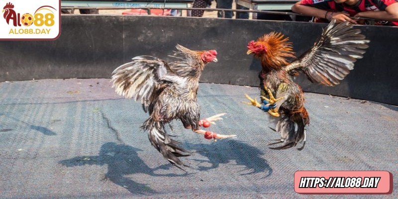 Đá Thomo được phát sóng trực tiếp từ trường đấu nổi tiếng tại Campuchia