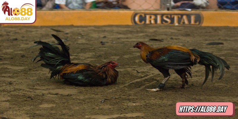 Người tham gia được trải qua nhiều cung bậc cảm xúc khác nhau