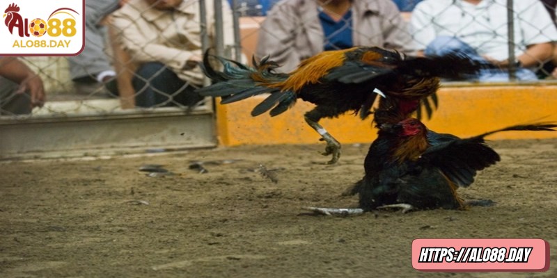 Tạo thói quen ghi lại lịch sử cá cược của bản thân